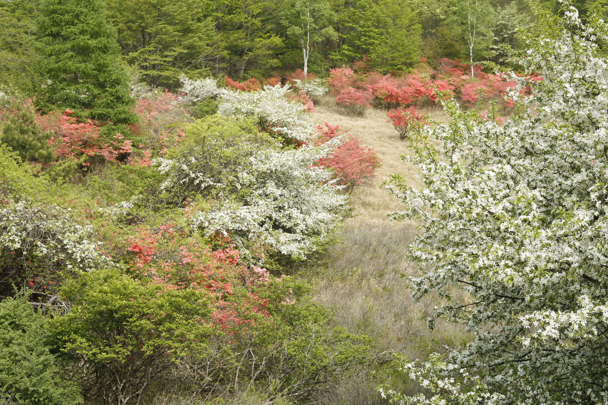 古峰ヶ原高原（こぶがはらこうげん） - 鹿沼市観光情報サイト「鹿沼日和」