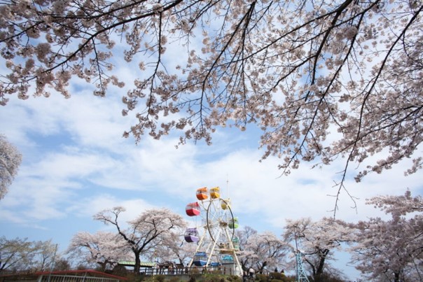 桜の開花状況のお知らせ 4 12更新 鹿沼市観光情報サイト 鹿沼日和