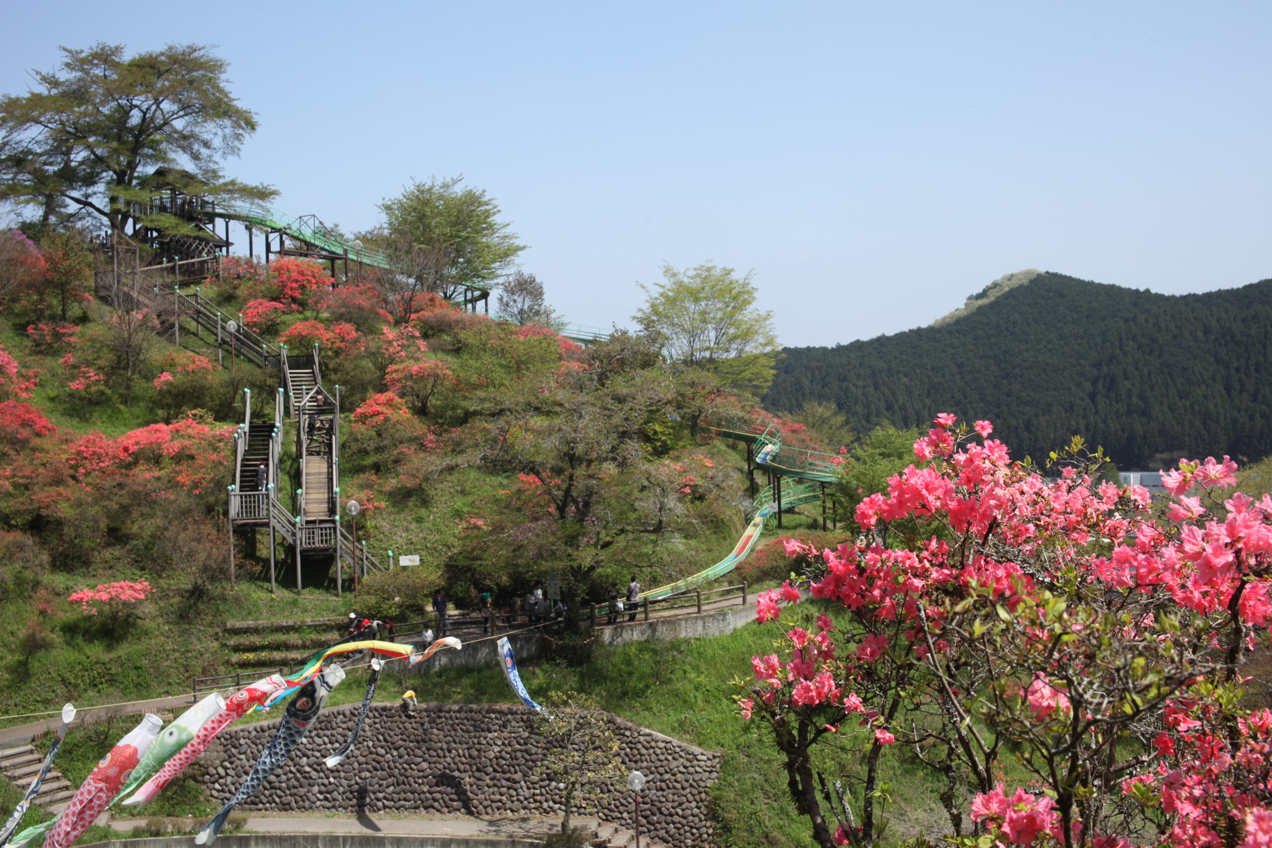 和歌山市内のつつじが咲き始めています✨ つつじは市に古くから自生し