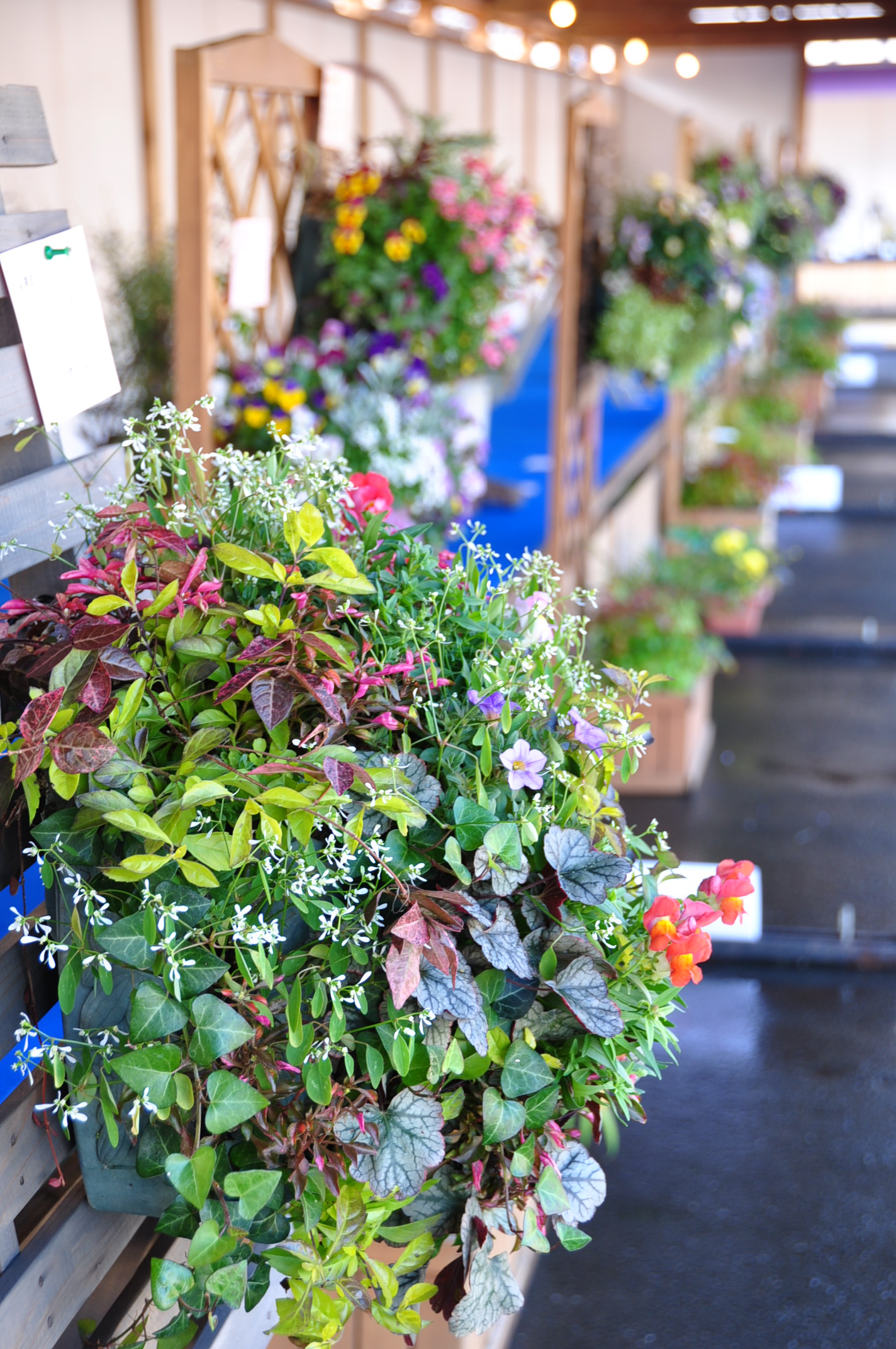園芸フェア - 鹿沼市観光情報サイト「鹿沼日和」