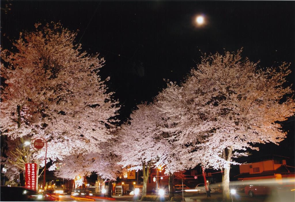 東部台 桜のライトアップのお知らせ 鹿沼日和