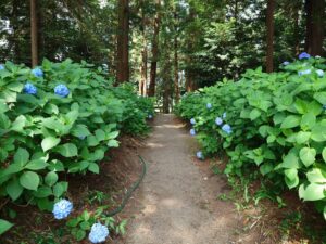 あじさい（磯山神社） - 鹿沼市観光情報サイト「鹿沼日和」